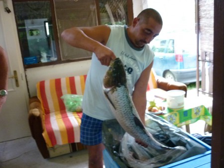 7,30 kg Amur